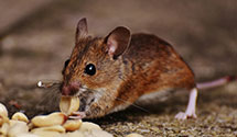 Find Exterminators in Centre County